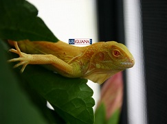 Albino Lean