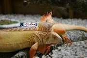 Blue Iguana
