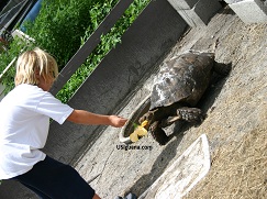 Cameron and Turtle